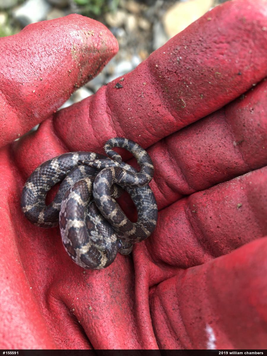 Eastern Milksnake