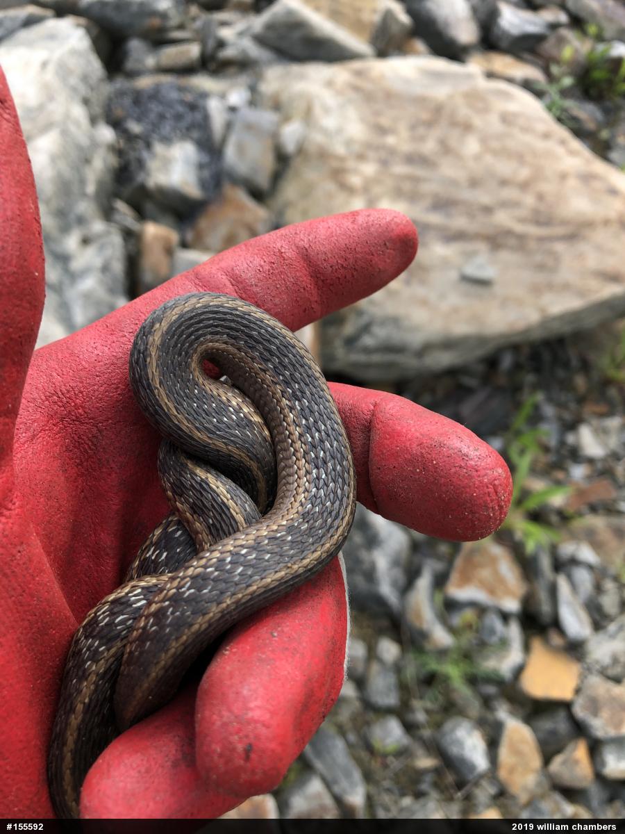 Eastern Gartersnake