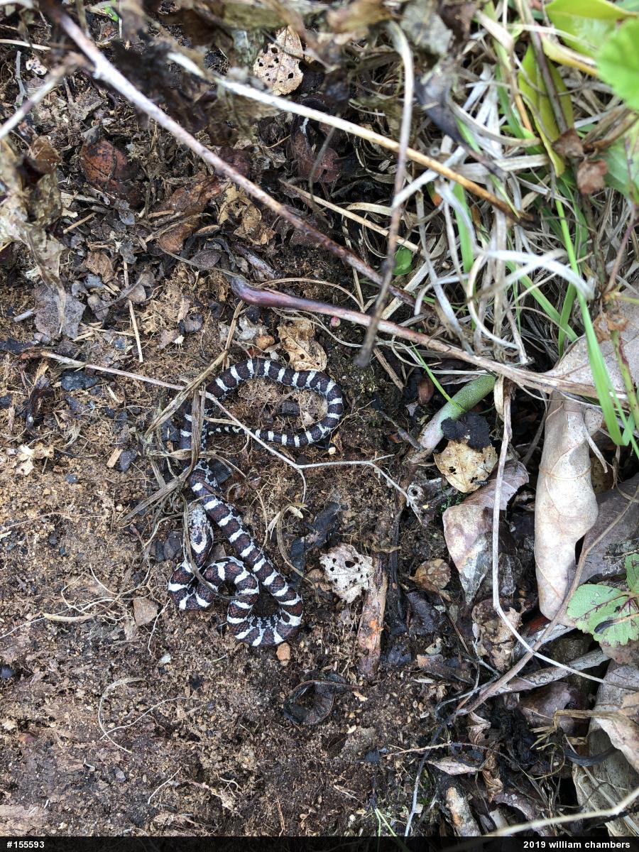 Eastern Milksnake