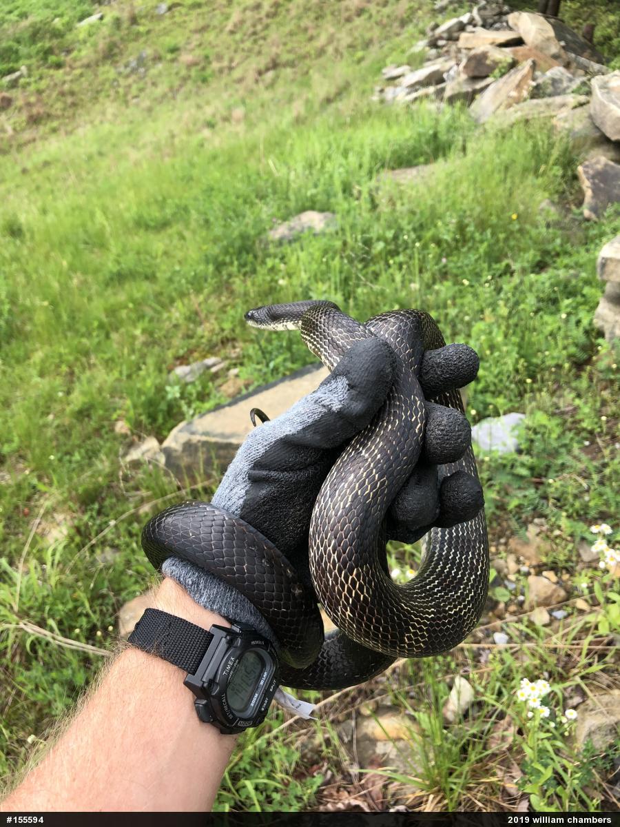 Eastern Ratsnake