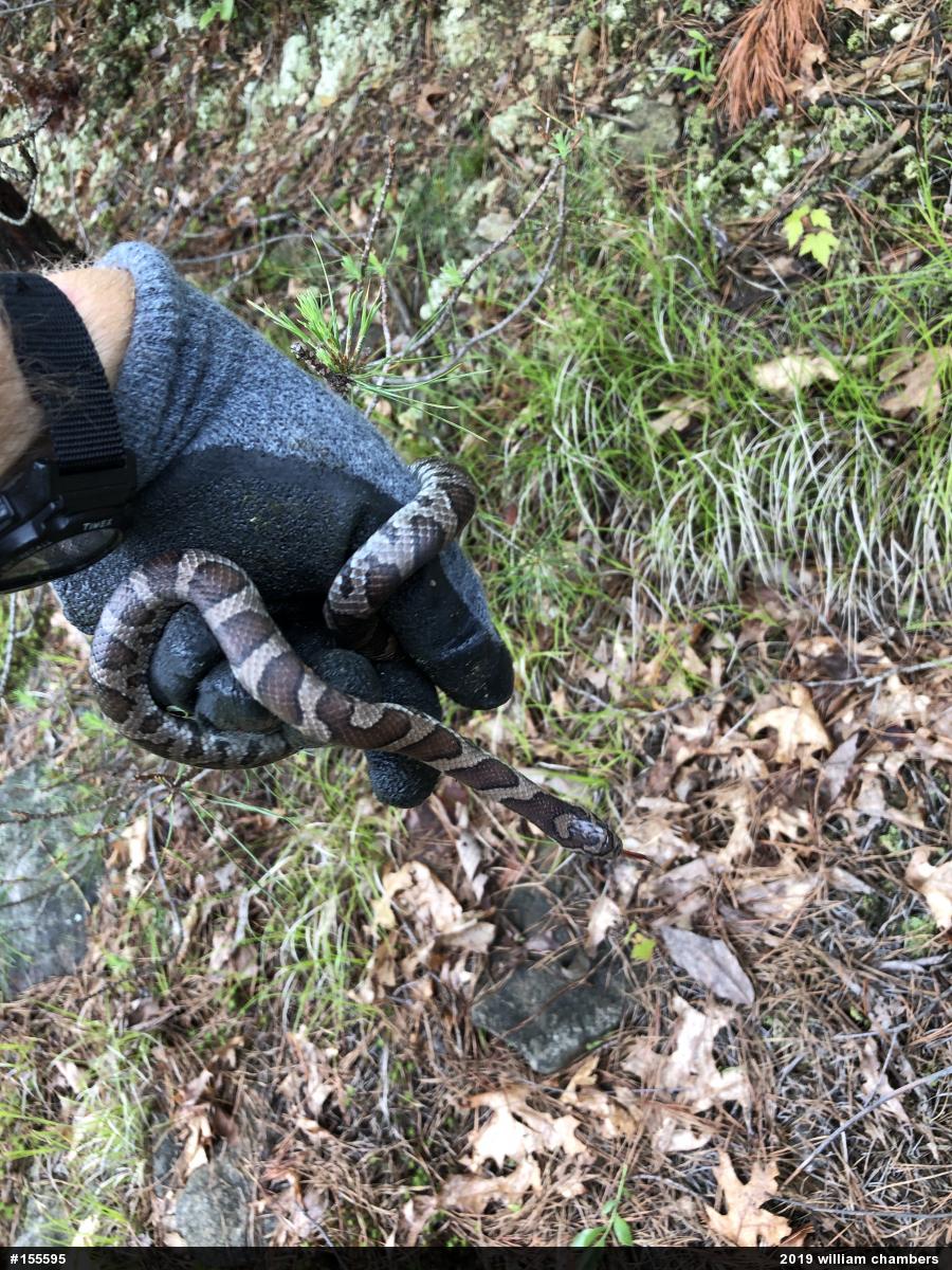 Eastern Milksnake