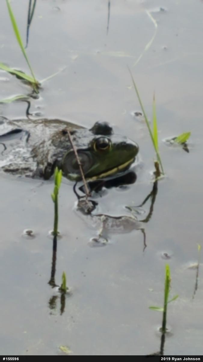 American Bullfrog