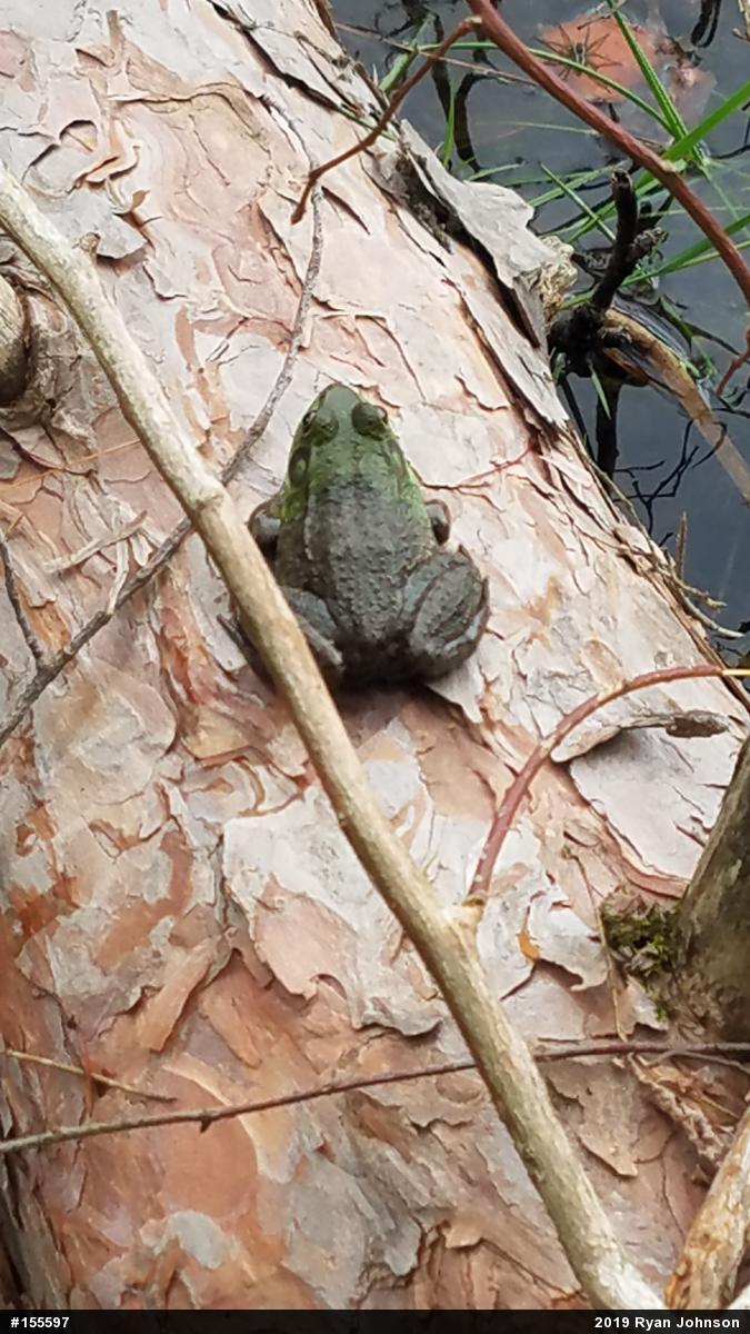 Green Frog
