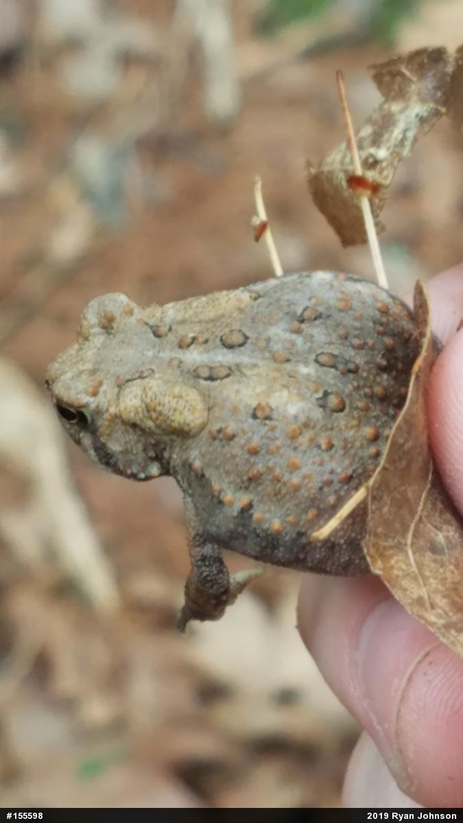 Eastern American Toad
