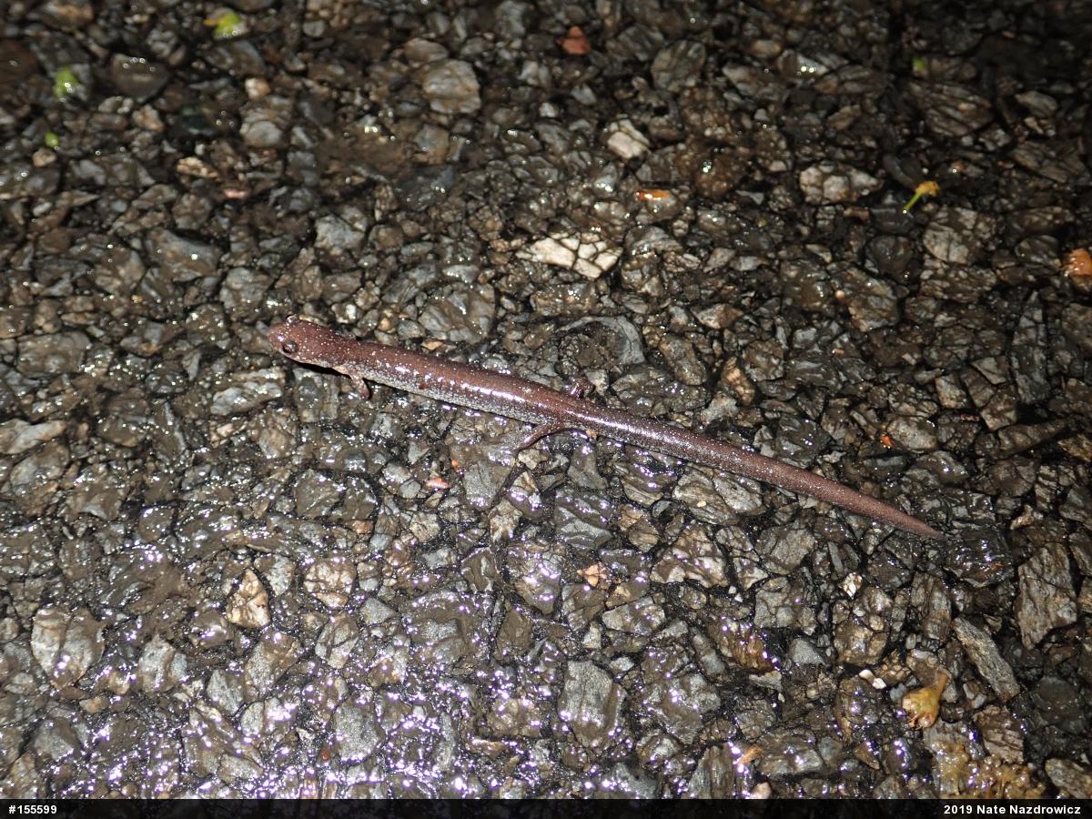 Eastern Red-backed  Salamander