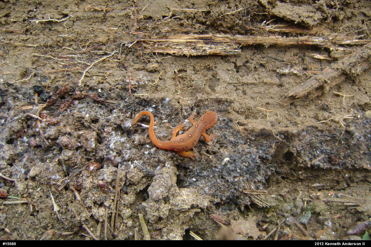 Red-spotted Newt