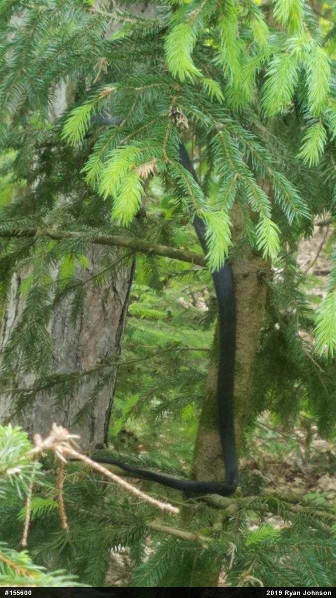 Eastern Ratsnake