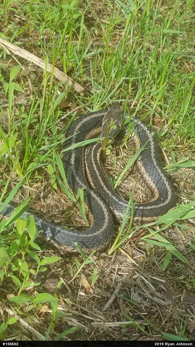 Eastern Gartersnake