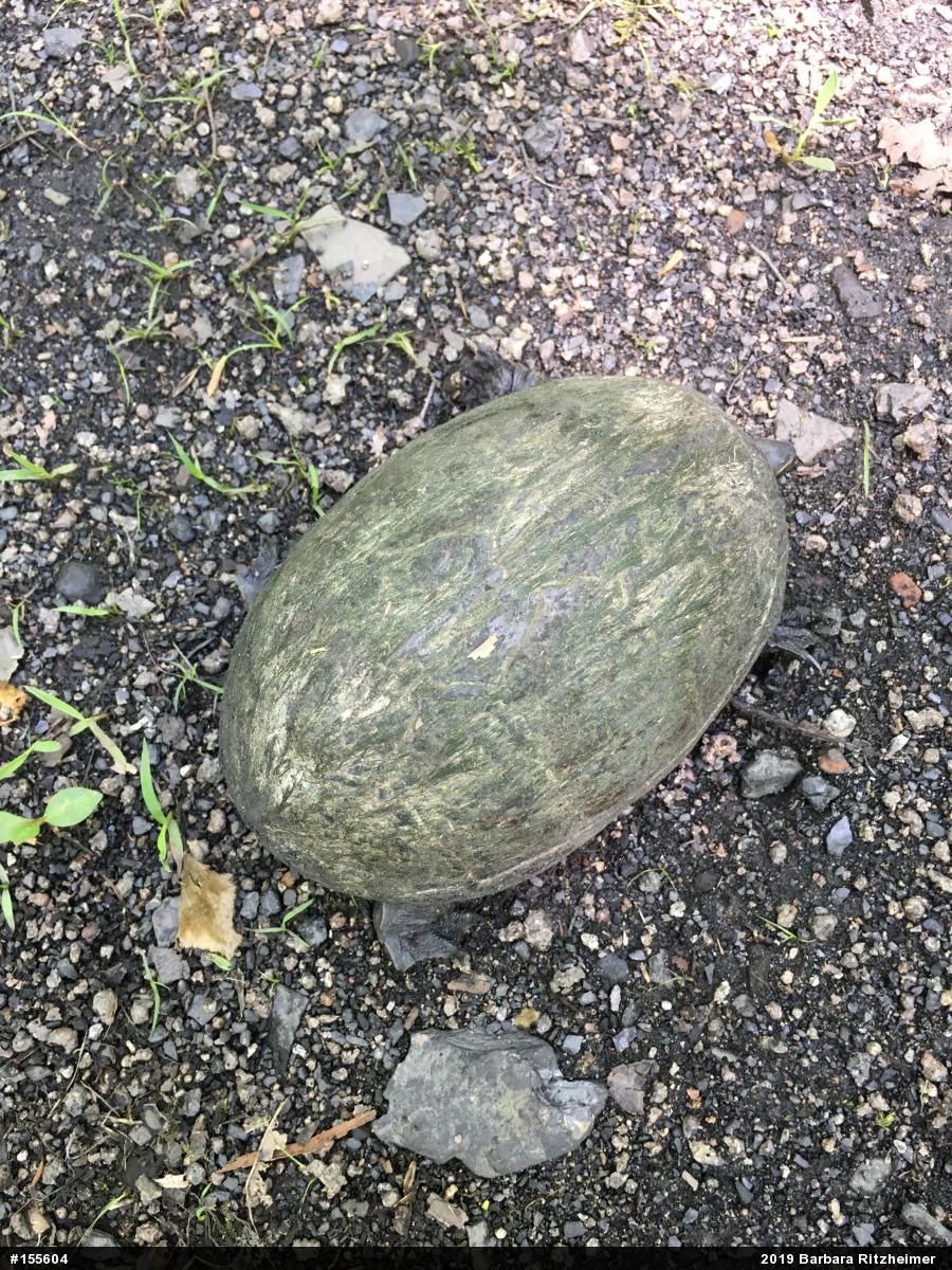 Eastern Musk Turtle