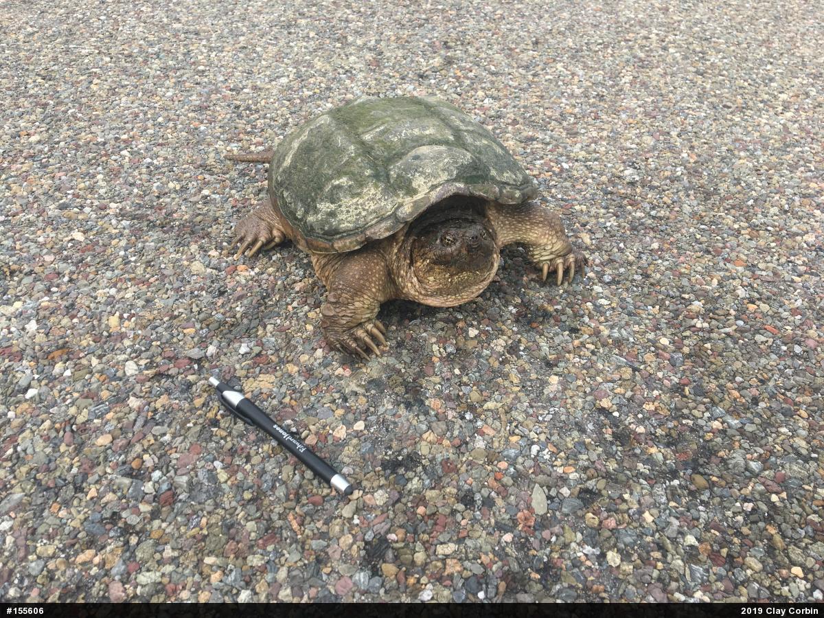 Snapping Turtle