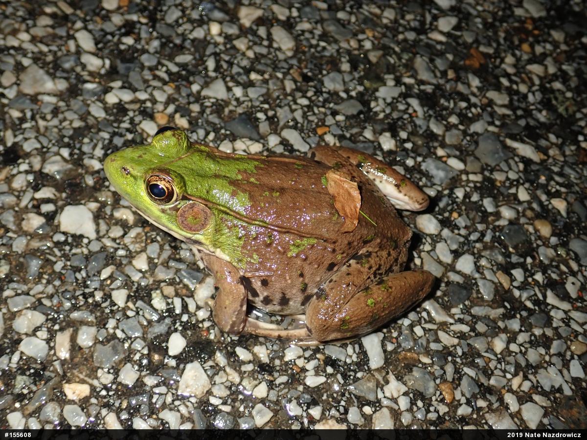 Green Frog