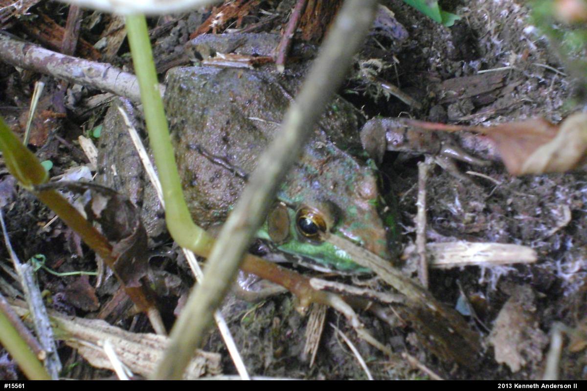 Green Frog
