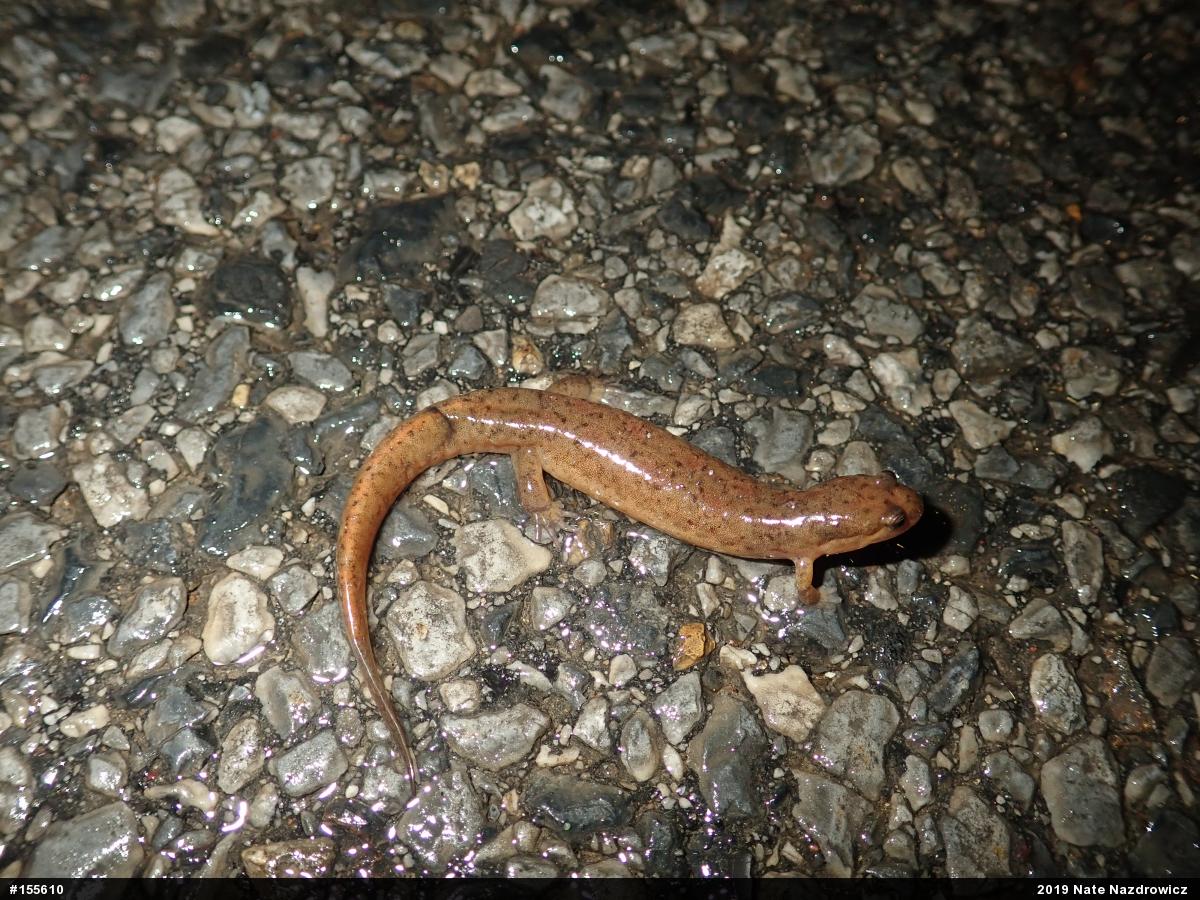 Northern Dusky Salamander