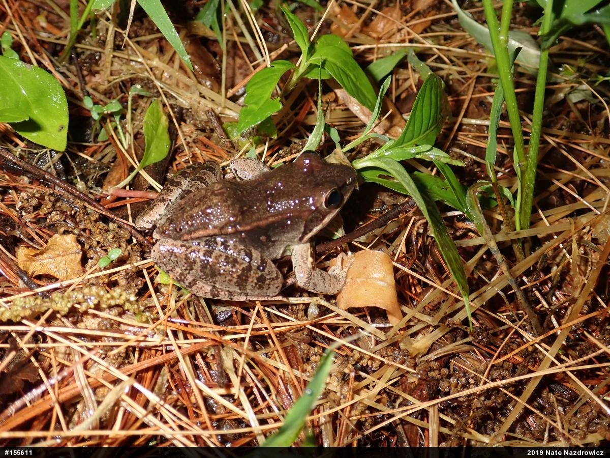 Wood Frog