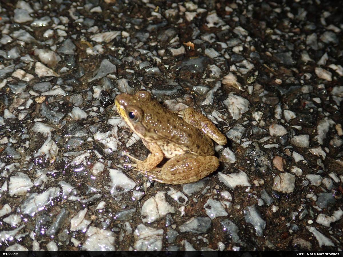 Green Frog