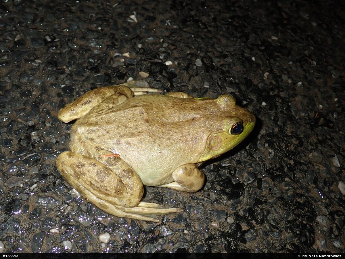 American Bullfrog