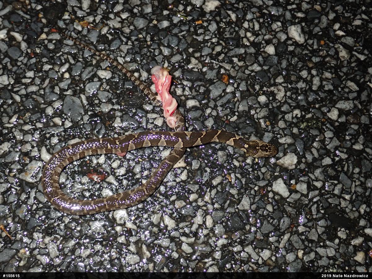 Northern Watersnake