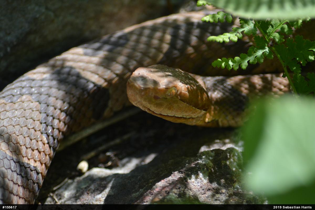 Northern Copperhead