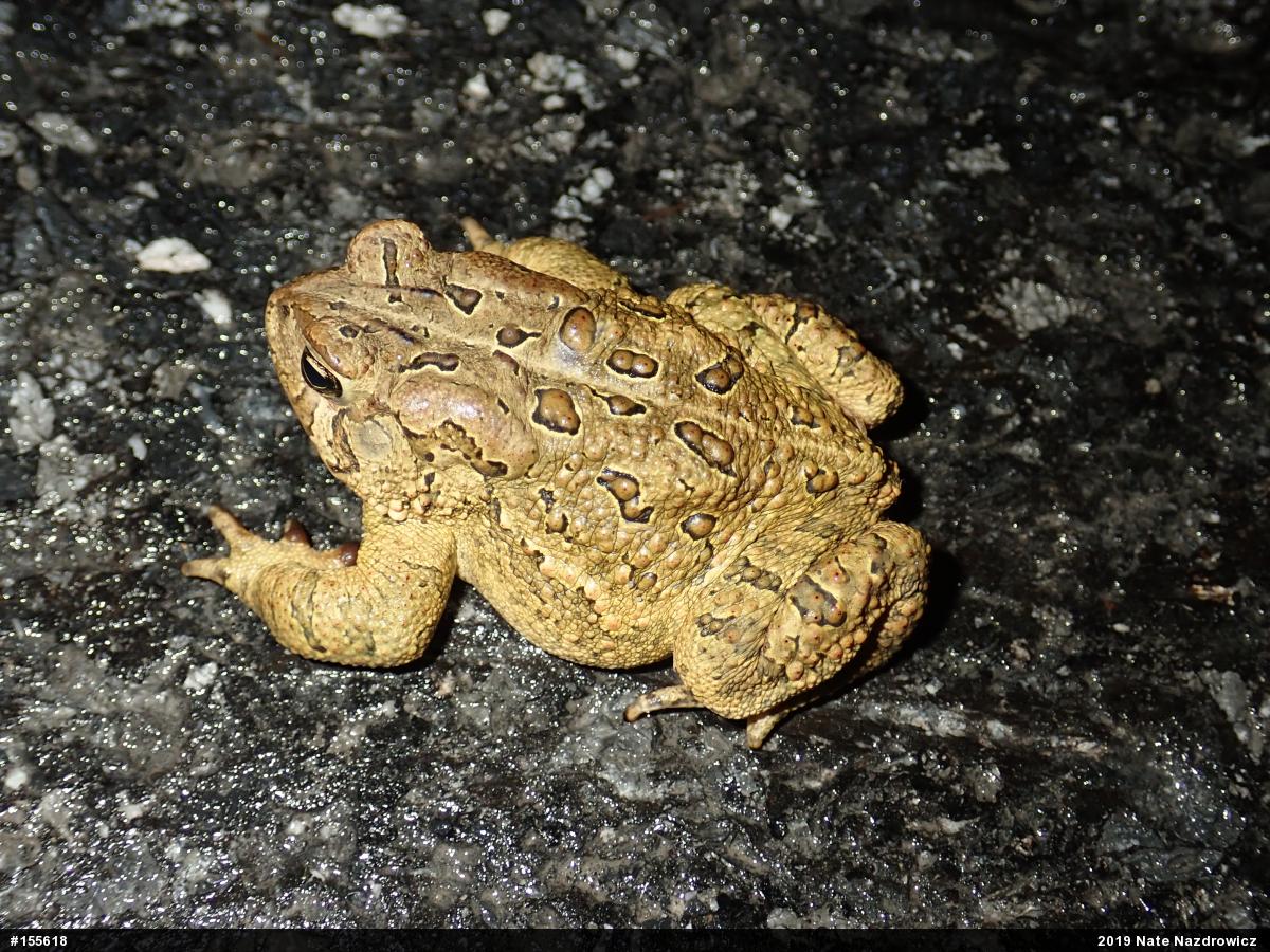 Eastern American Toad