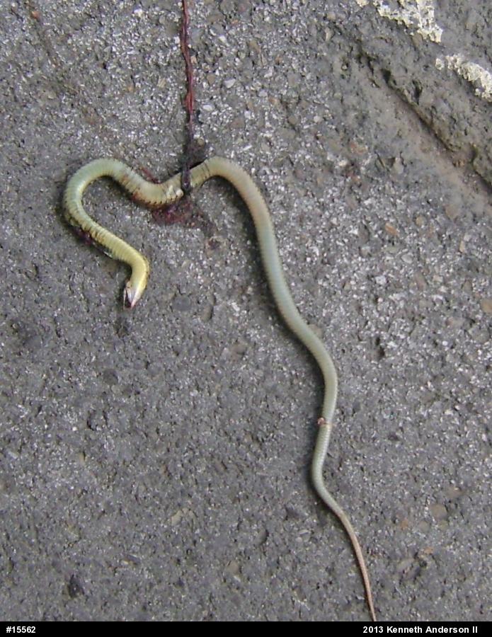 Eastern Gartersnake