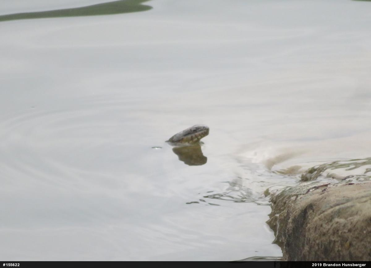 Northern Watersnake