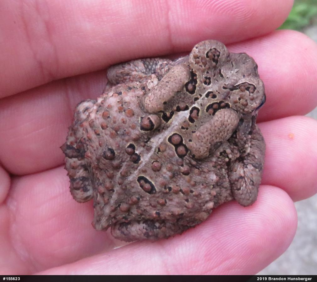 Eastern American Toad