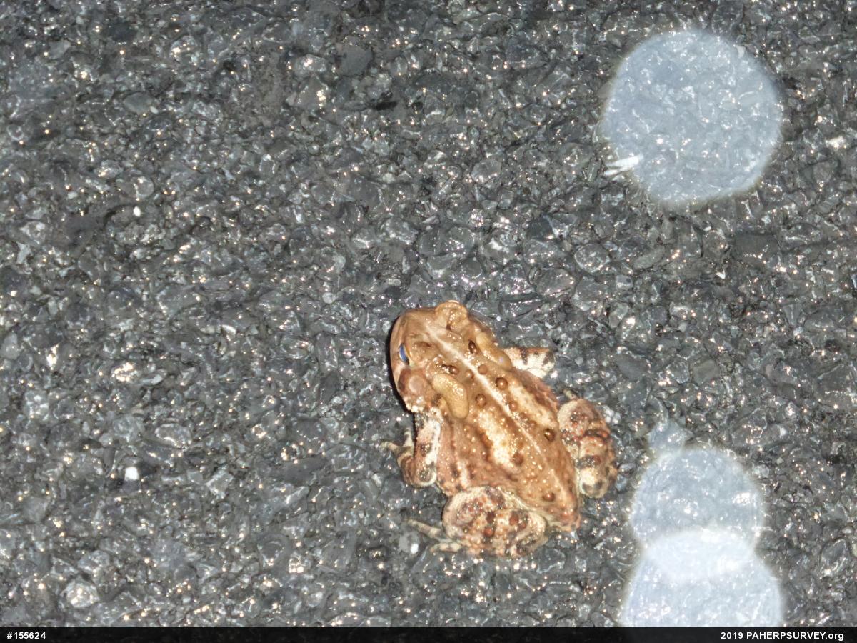 Eastern American Toad
