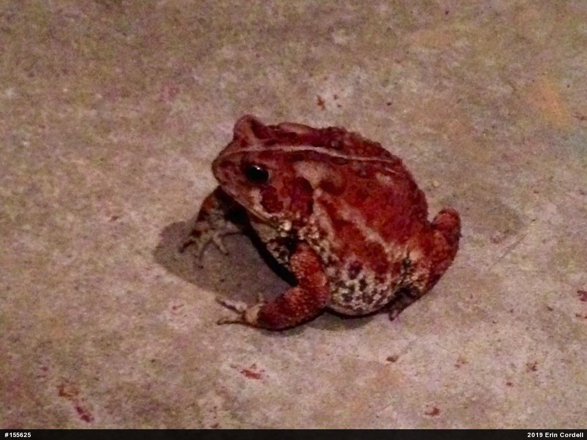 Eastern American Toad