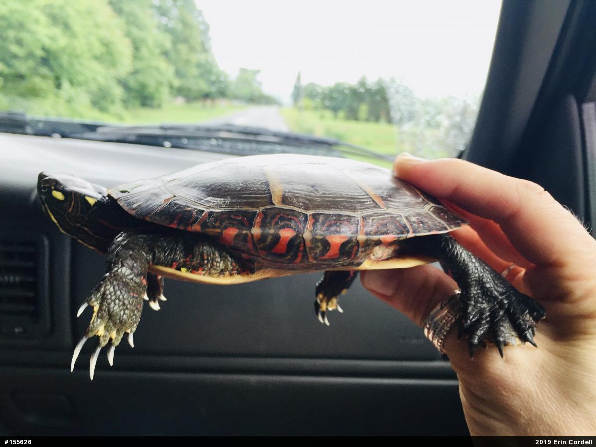 Painted Turtle