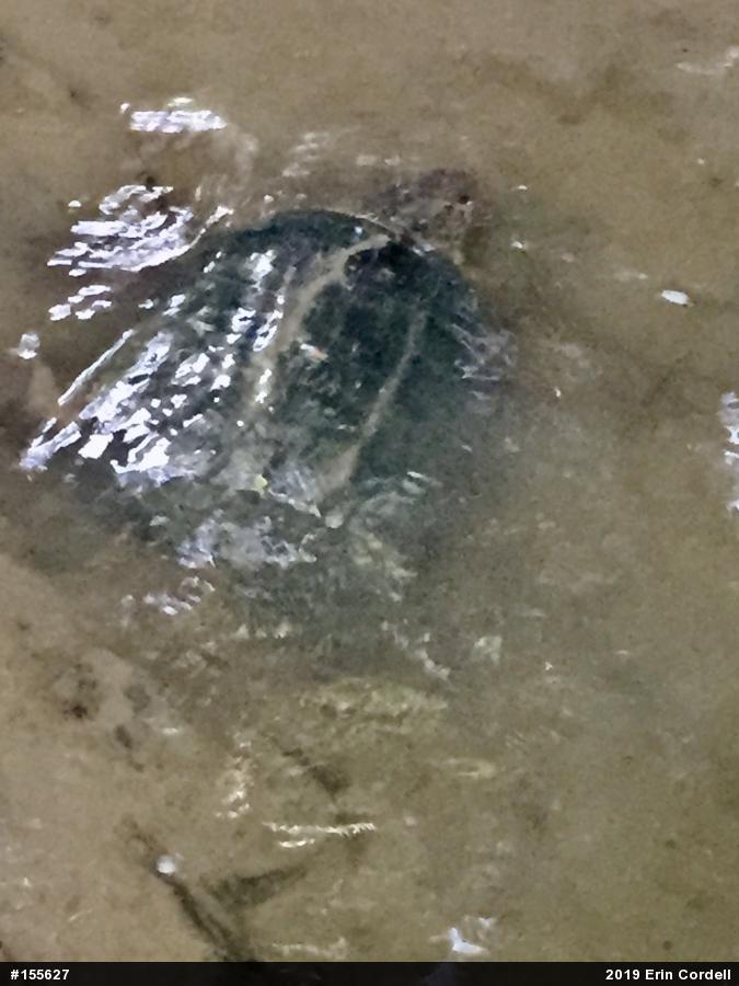 Snapping Turtle