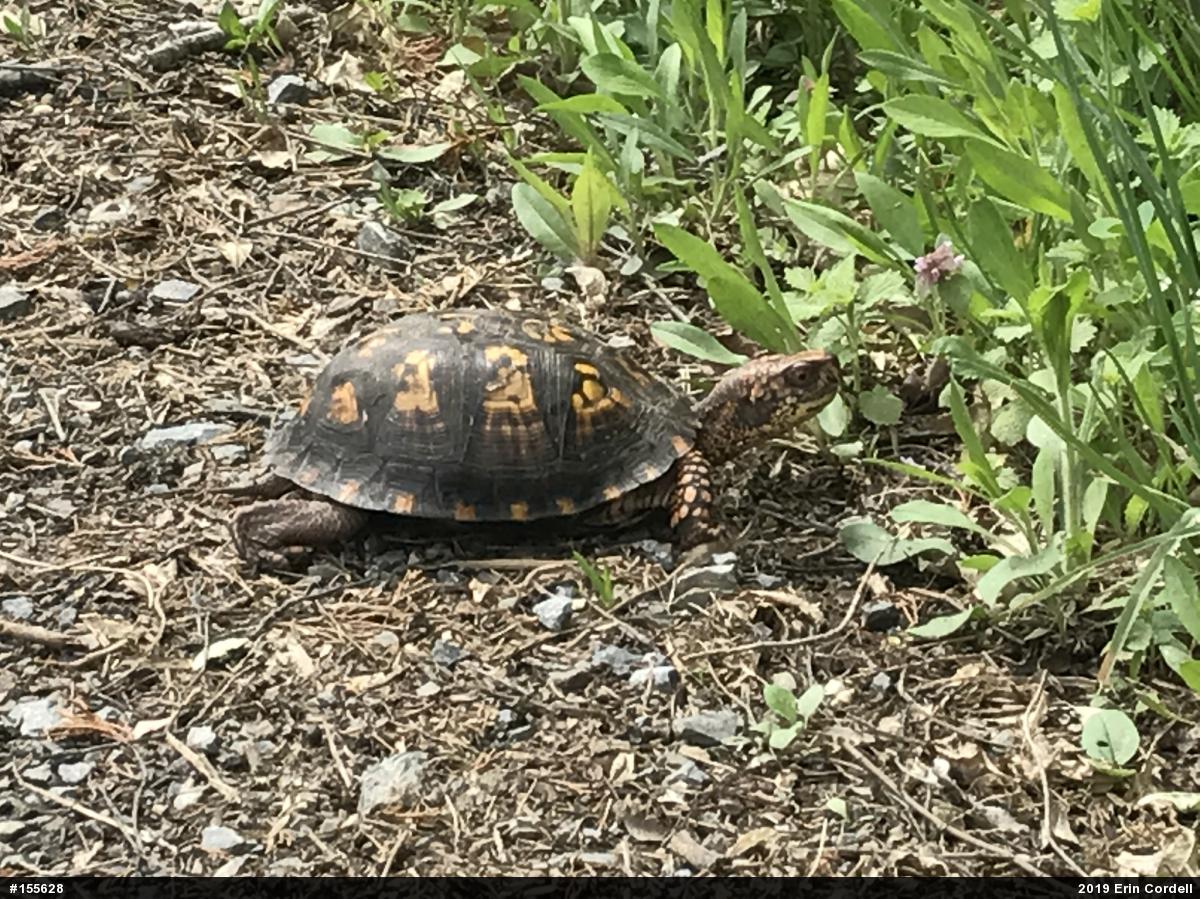 Eastern Box Turtle