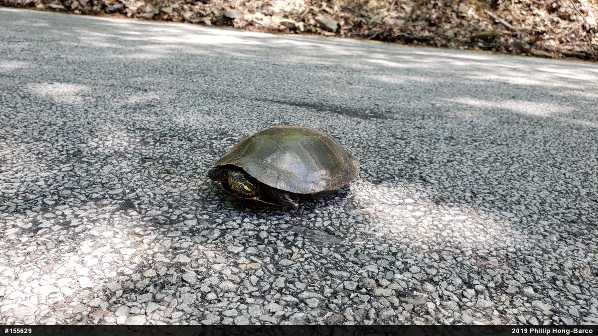 Midland Painted Turtle