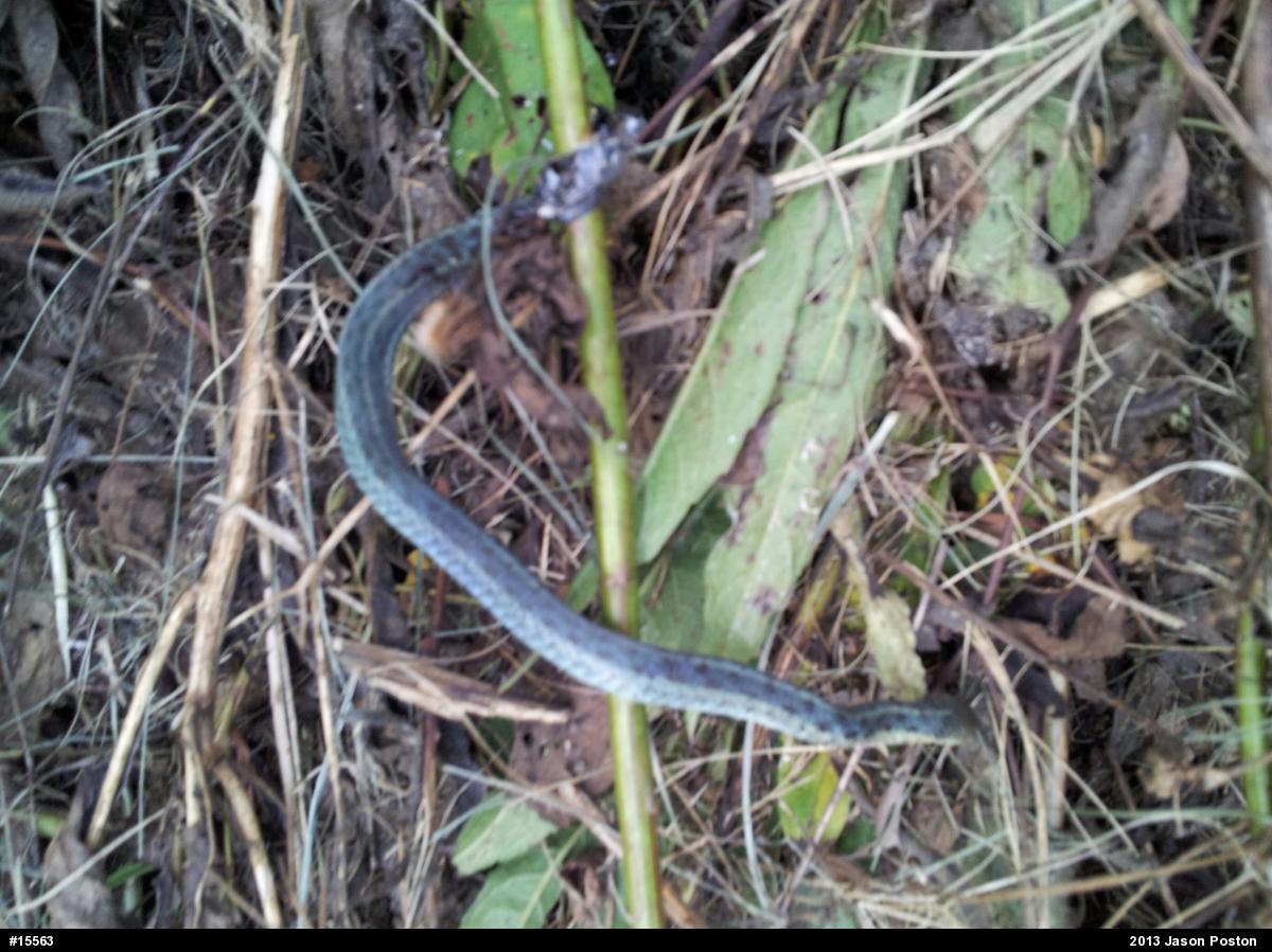 Eastern Gartersnake