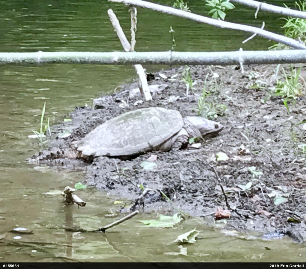 Snapping Turtle