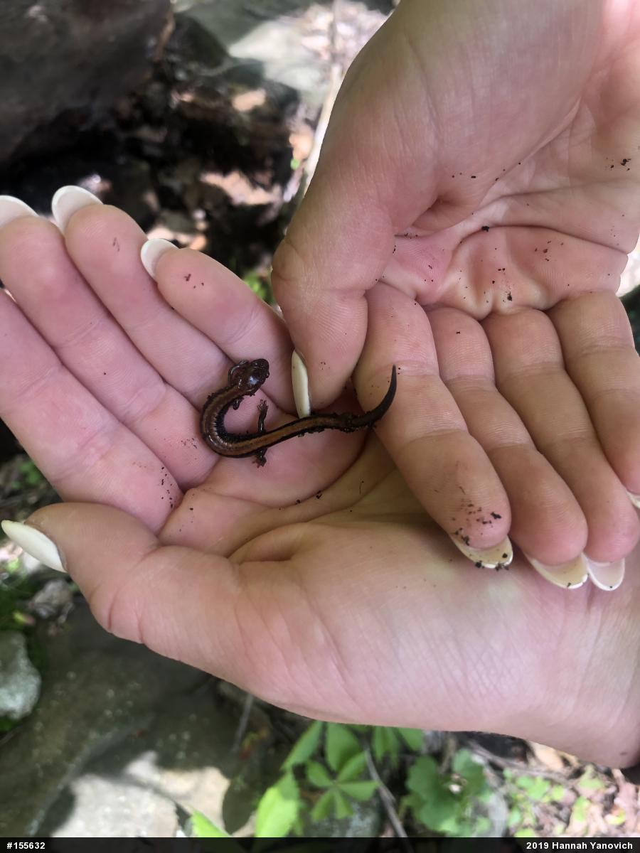 Eastern Red-backed  Salamander