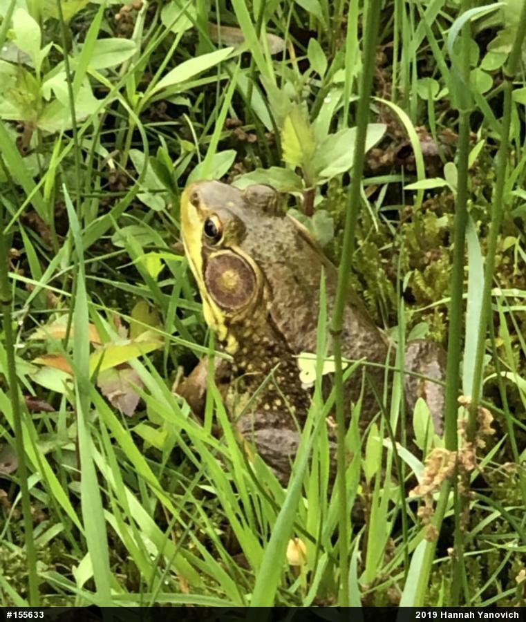 Green Frog