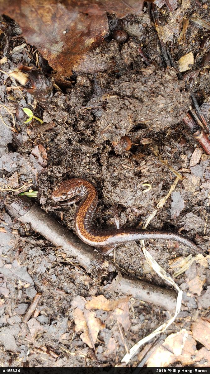 Eastern Red-backed  Salamander