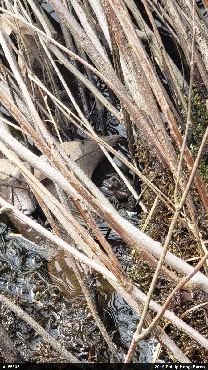 Spring Peeper