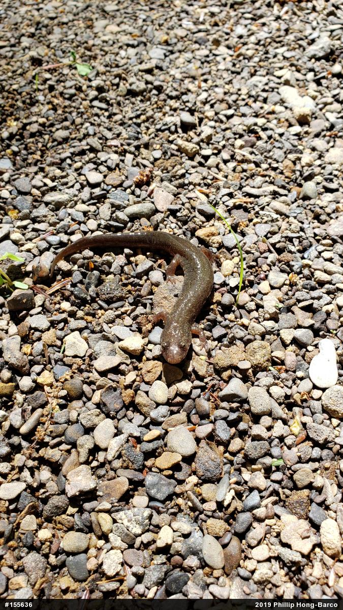 Northern Dusky Salamander