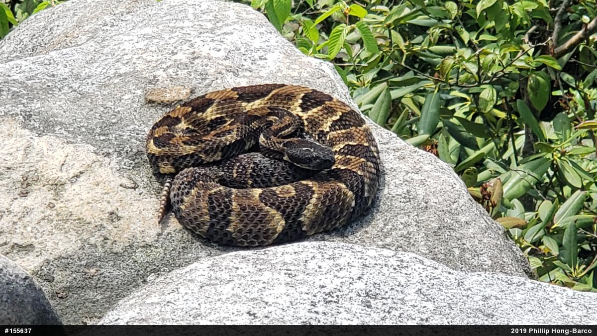 Timber Rattlesnake