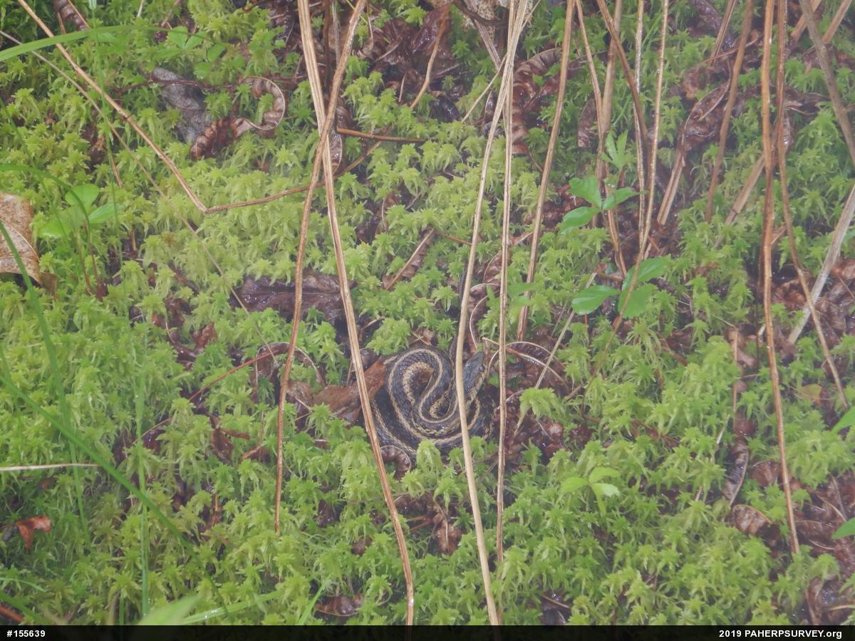 Eastern Gartersnake