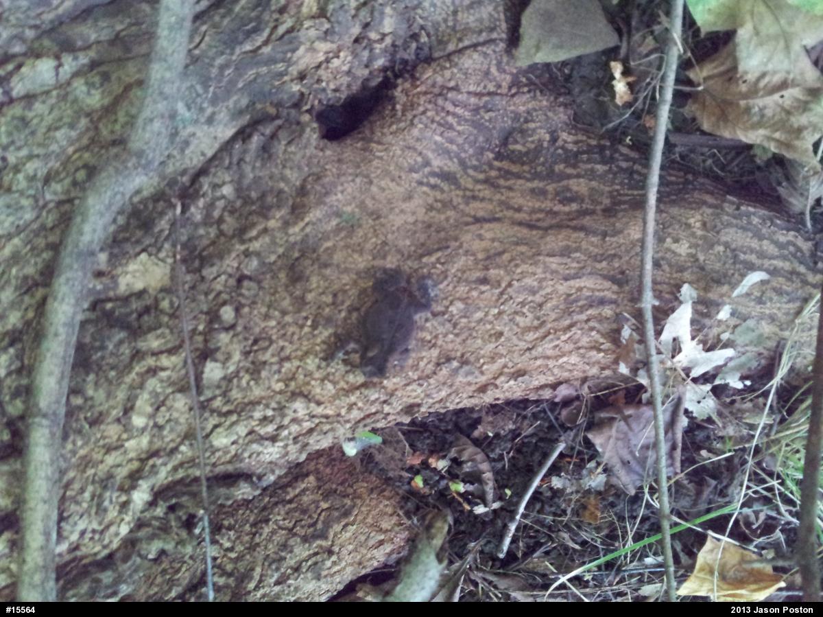 Eastern American Toad