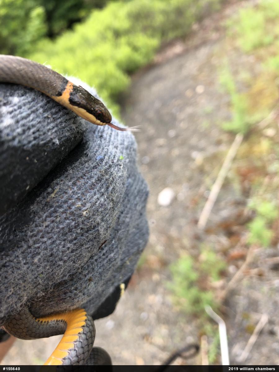 Northern Ring-necked Snake