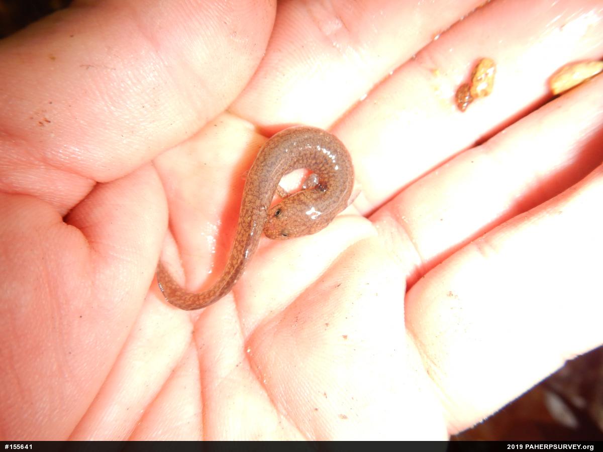 Northern Spring Salamander