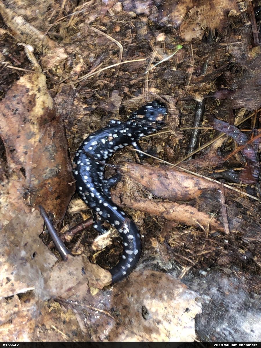 Northern Slimy Salamander