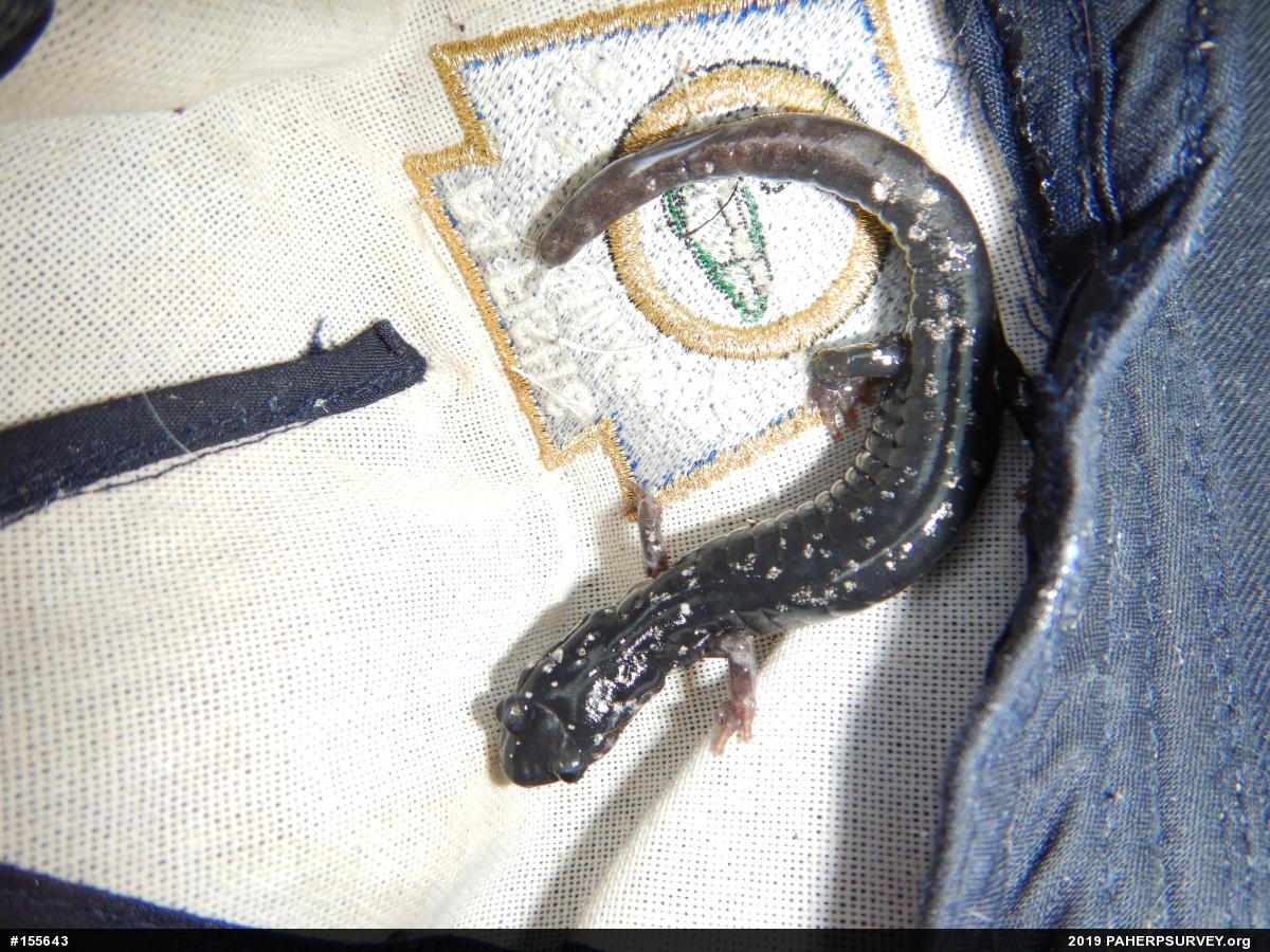 Northern Slimy Salamander