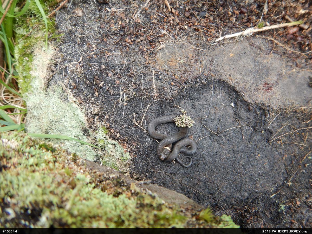 Northern Ring-necked Snake
