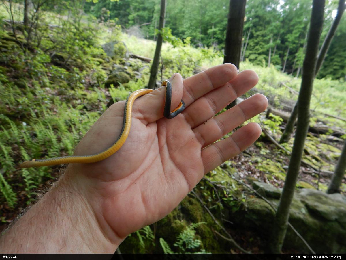 Northern Ring-necked Snake