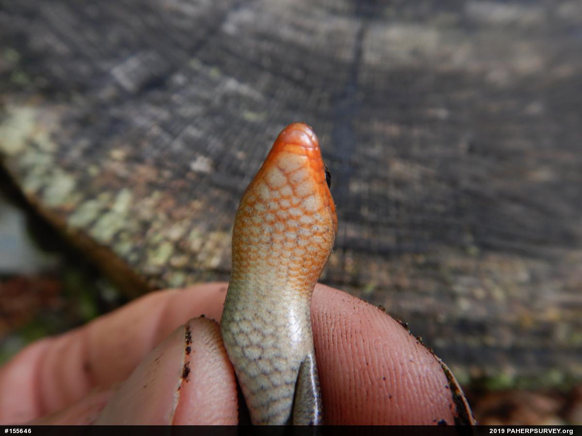 Northern Coal Skink