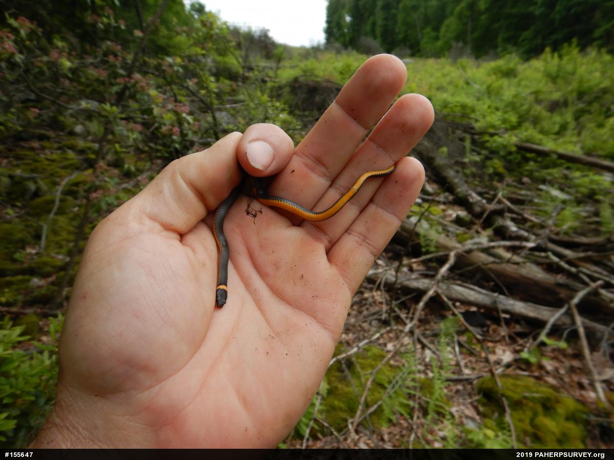 Northern Ring-necked Snake